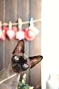 Bald cat asks and uvas is money, emotion cat question in the eyes, gray cat Royalty Free Stock Photo