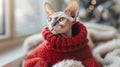 Bald cat of breed Canadian Sphynx in a knitted sweater clothes for animals. Royalty Free Stock Photo