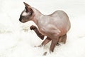 Bald cat of the Canadian Sphynx breed itches from food allergies. Rash dermatitis on delicate skin.