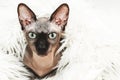 Bald cat of the Canadian Sphynx breed portrait. Chocolate color.