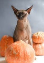 Bald cat and hallown, sphinx and thaws orange, new halloween, halloween cat