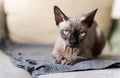1 Bald Cat Lying On The Couch, Canadian Sphynx, Cat Eyes