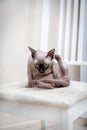 Bald cat sitting on a chair and washing, angry cat, canadian Sphynx