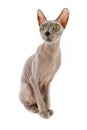 Bald cat Sphinx Royalty Free Stock Photo