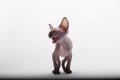 Bald Cat Sphinx Sphynx. Angry kitten Royalty Free Stock Photo