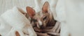 A bald cat of the Sphynx breed He warms himself at home under a warm blanket. Pedigree pet care concept. Banner for a veterinary Royalty Free Stock Photo