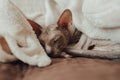 A bald cat of the Sphynx breed He warms himself at home under a warm blanket. Pedigree pet care concept. Photo for a veterinary Royalty Free Stock Photo