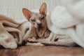 A bald cat of the Sphynx breed He warms himself at home under a warm blanket. Pedigree pet care concept. Photo for a veterinary Royalty Free Stock Photo