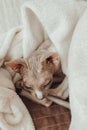 A bald cat of the Sphynx breed He warms himself at home under a warm blanket. Pedigree pet care concept. Photo for a veterinary Royalty Free Stock Photo