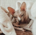 A bald cat of the Sphynx breed He warms himself at home under a warm blanket. Pedigree pet care concept. Photo for a veterinary Royalty Free Stock Photo