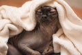 Bald cat under blanket, heating turned off and cat frozen, sphinx in blanket white,