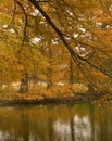 Bald Cypress in Autumn Royalty Free Stock Photo