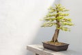 Bald Cypress Bonsai