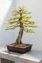 Bald Cypress Bonsai