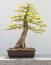 Bald Cypress Bonsai