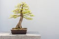 Bald Cypress Bonsai