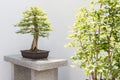 Bald Cypress Bonsai