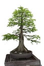 Bald Cypress Bonsai Tree in a Pot