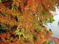 Bald cypress branches during fall season