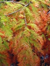 Bald cypress branches during fall season