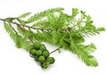 Bald Cypress Cones and Leaves