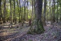 Bald Cypress forest, Congaree National Park Royalty Free Stock Photo