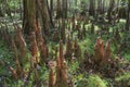 Bald Cypress Knees, Congaree National Park Royalty Free Stock Photo