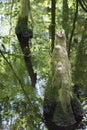 Bald Cypress knees and water reflections at Biedler swamp in South Carolina Royalty Free Stock Photo