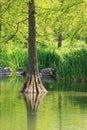 Bald cypress reflecting in green water Royalty Free Stock Photo