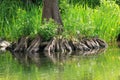 Bald cypress rootage Royalty Free Stock Photo