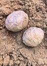 Bald Cypress Seed Cones