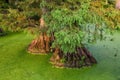 Bald Cypress in still waters, Reelfoot Lake in Tennessee Royalty Free Stock Photo