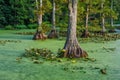 Bald Cypress in still waters, Reelfoot Lake in Tennessee Royalty Free Stock Photo