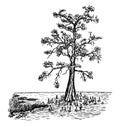 Bald Cypress in Swamp Form vintage illustration Royalty Free Stock Photo