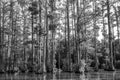 Bald cypress swamp with marsh water Royalty Free Stock Photo