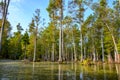 Bald cypress swamp with marsh water Royalty Free Stock Photo