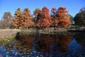 Bald cypress ( Taxodium distichum ) autumn leaves. Cupressaceae deciduous conifer. Royalty Free Stock Photo