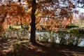 Bald cypress ( Taxodium distichum ) autumn leaves. Cupressaceae deciduous conifer. Royalty Free Stock Photo