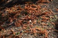 Bald cypress ( Taxodium distichum ) autumn leaves. Cupressaceae deciduous conifer. Royalty Free Stock Photo