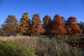 Bald cypress ( Taxodium distichum ) autumn leaves. Cupressaceae deciduous conifer. Royalty Free Stock Photo