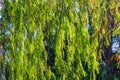 Bald cypress Taxodium distichum branches illuminated by sunlight - Tree Tops Park, Davie, Florida, USA Royalty Free Stock Photo