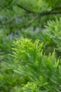 Bald cypress Taxodium distichum Peve Minaret leaves