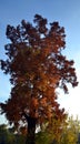 Bald Cypress (Taxodium distichum) with autumn leaves