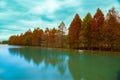 Bald Cypress(Taxodium distichum) by the river grows with red leaves.