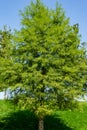 Bald Cypress Taxodium Distichum swamp, white-cypress, gulf or tidewater red cypress green tree in public landscape Royalty Free Stock Photo