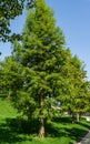 Bald Cypress Taxodium Distichum swamp, white-cypress, gulf or tidewater red cypress green tree in public landscape city