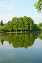 Bald cypress taxodium distichum green trees reflecting on lake water in park Royalty Free Stock Photo