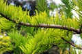 Bald cypress, or Taxodium distichum tree. Fresh green leaves closeup image Royalty Free Stock Photo