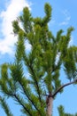 Bald cypress, or Taxodium distichum tree. Fresh green leaves closeup image Royalty Free Stock Photo
