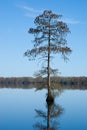 Bald Cypress Tree Royalty Free Stock Photo